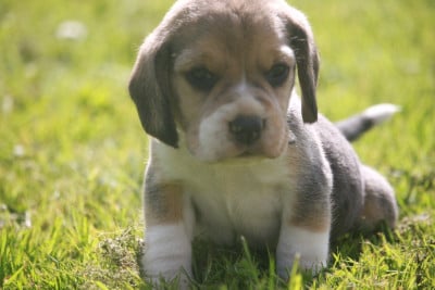Les chiots de Beagle