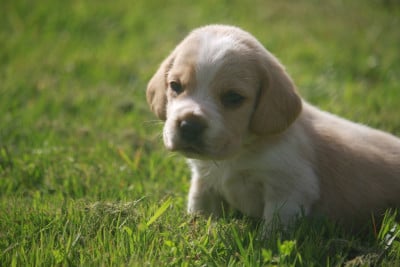Les chiots de Beagle