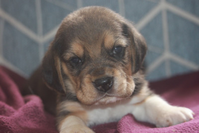 Les chiots de Beagle
