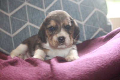 Les chiots de Beagle