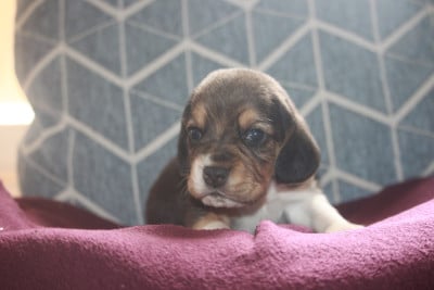 Les chiots de Beagle