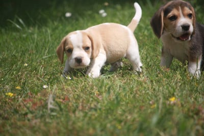 Les chiots de Beagle