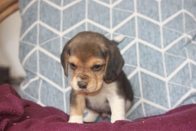 Les chiots de Beagle