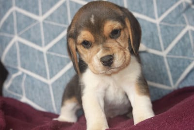 Les chiots de Beagle