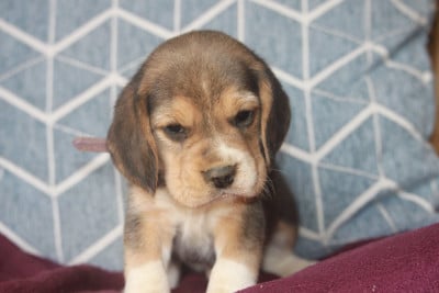 Les chiots de Beagle