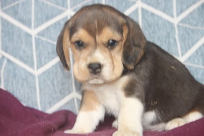 Les chiots de Beagle