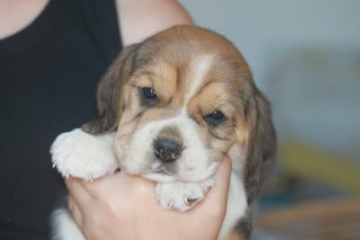 Les chiots de Beagle