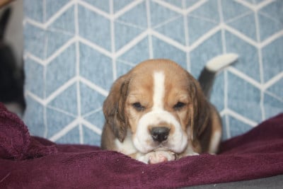 Les chiots de Beagle