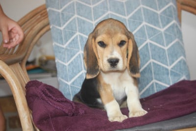 Les chiots de Beagle