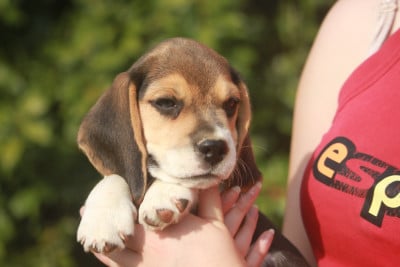 Les chiots de Beagle