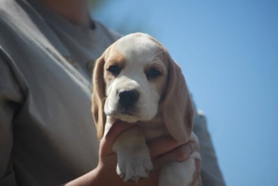 Les chiots de Beagle