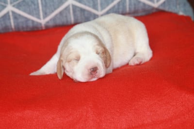 Chiot N°1 - Beagle
