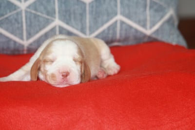 Chiot N°2 - Beagle
