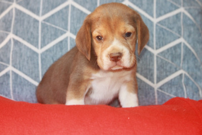 Beagle