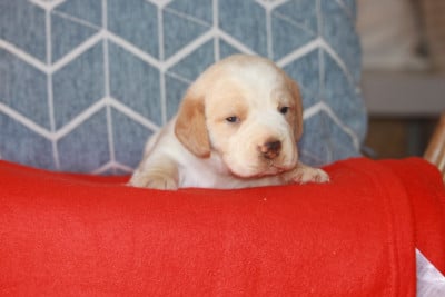 Les chiots de Beagle