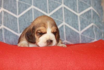 Les chiots de Beagle