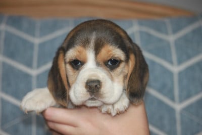 Les chiots de Beagle