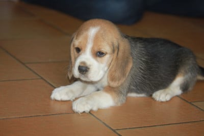 Les chiots de Beagle