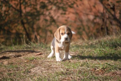Les chiots de Beagle