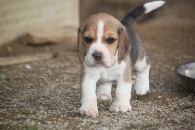 Les chiots de Beagle