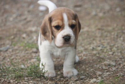 Les chiots de Beagle