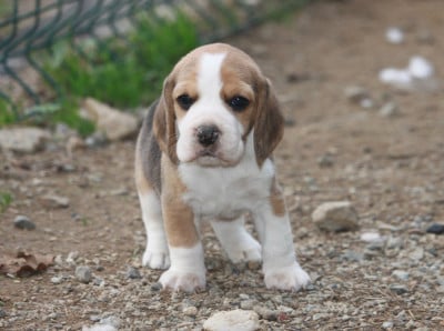 Les chiots de Beagle