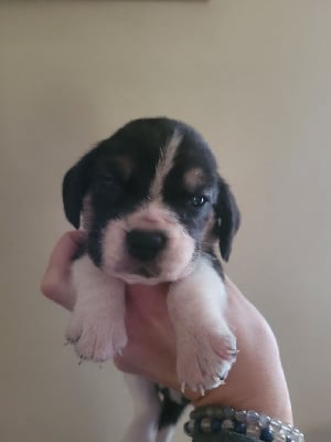 Les chiots de Beagle