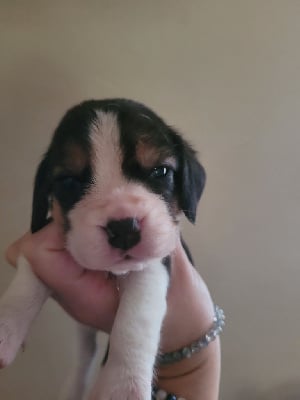 Les chiots de Beagle