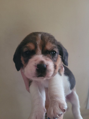 Les chiots de Beagle