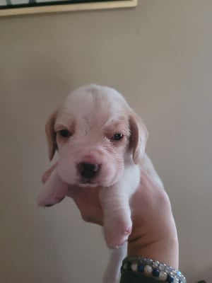 Les chiots de Beagle