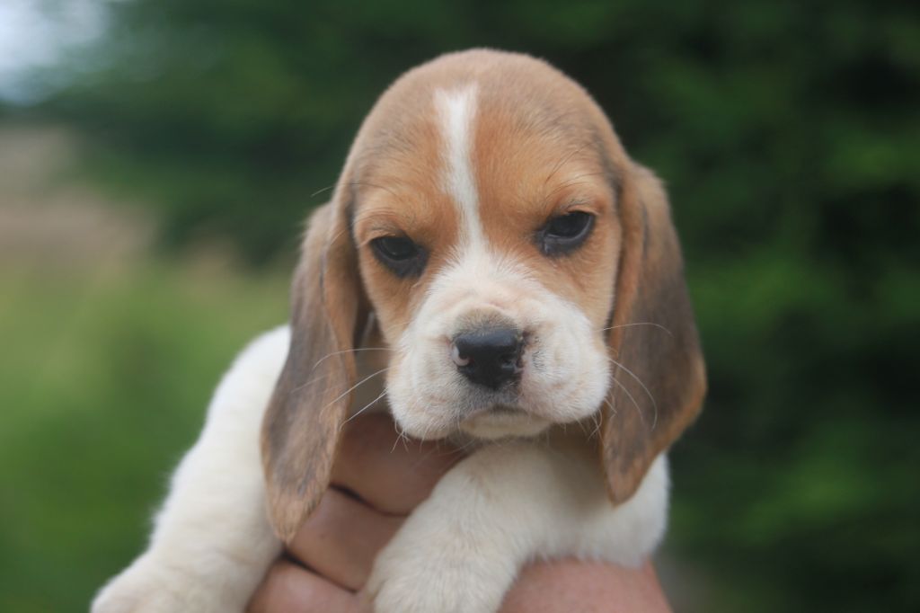 Chiot Elevage des vallées d'argoat eleveur de chiens Beagle