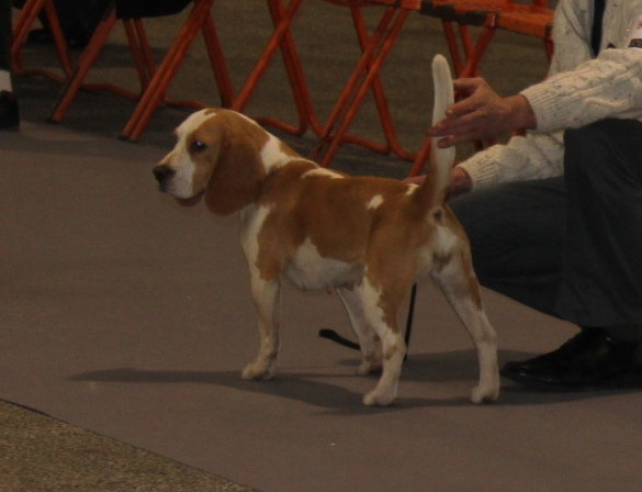 Eclat d'or du rallye des trois ponts - 1 ERE EXCELLENT CACS MEILLEURE DE RACE et 3 eme DU GROUPE 6