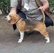 CH. Manille de la magie des voies - 2 eme EXC classe intermediaire