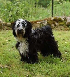 Gangseng-elan de Makalu