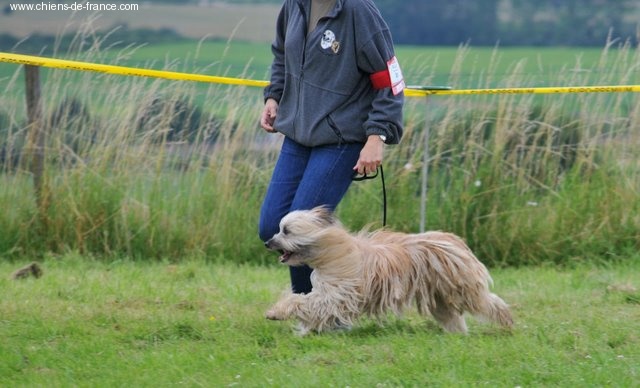 Uhlan de La Petite Ferme de Wihr - 1er excellent classe ouverte mâle + meilleur mâle