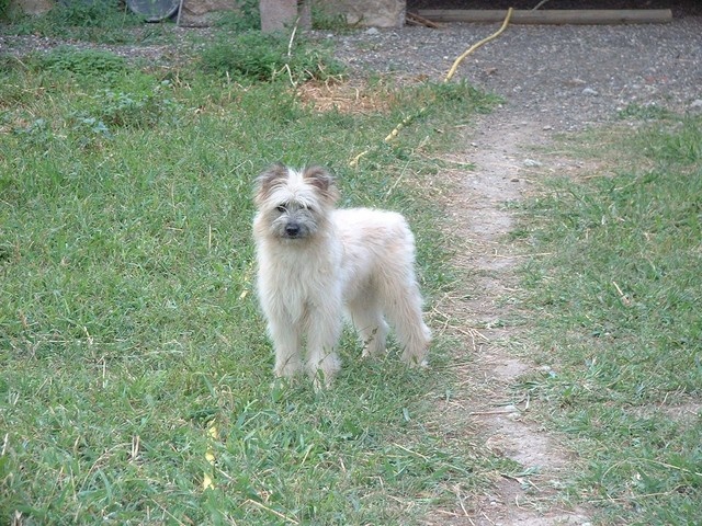 Uhlan de La Petite Ferme de Wihr - 2ème Très prometteur puppy mâle