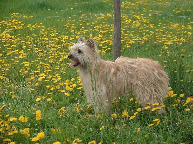 Uhlan de La Petite Ferme de Wihr - 1er exc Cl. ouverte mâle CACS RCACIB