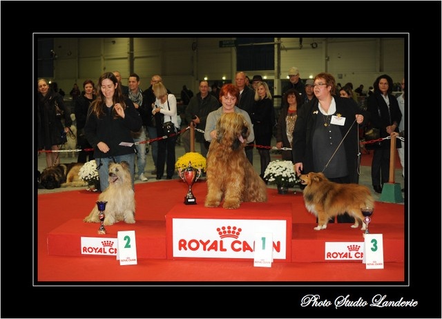 Uhlan de La Petite Ferme de Wihr - 1er exc Cl. ouverte mâle CACS CACIB Meilleur de Race, 2ème du 1er groupe