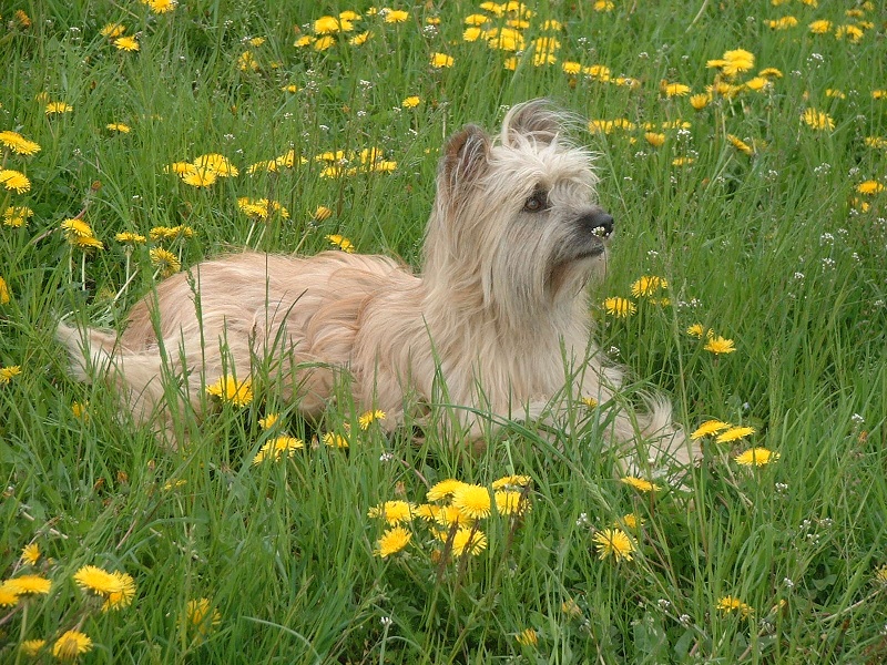 Uhlan de La Petite Ferme de Wihr - CACS, CACIB et Meilleur de race
