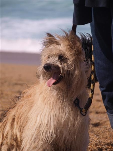 Uhlan de La Petite Ferme de Wihr - 1er exc Cl. ouverte mâle CACS CACIB Meilleur de Race