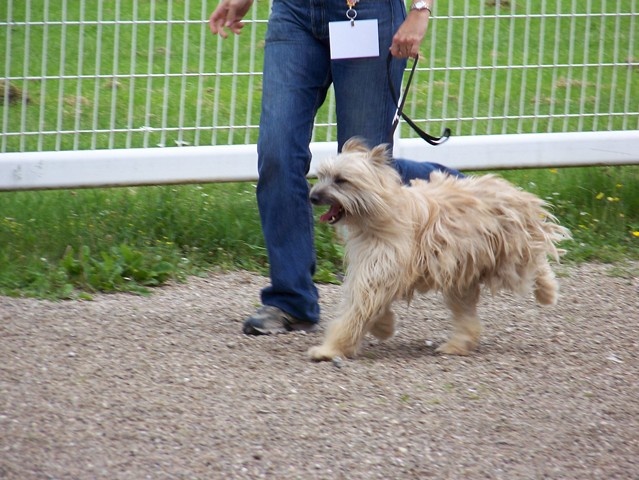 Uhlan de La Petite Ferme de Wihr - 1er exc ouv. mâle CACS meil. de race, meil. berg. Français, 2ème du 1er groupe