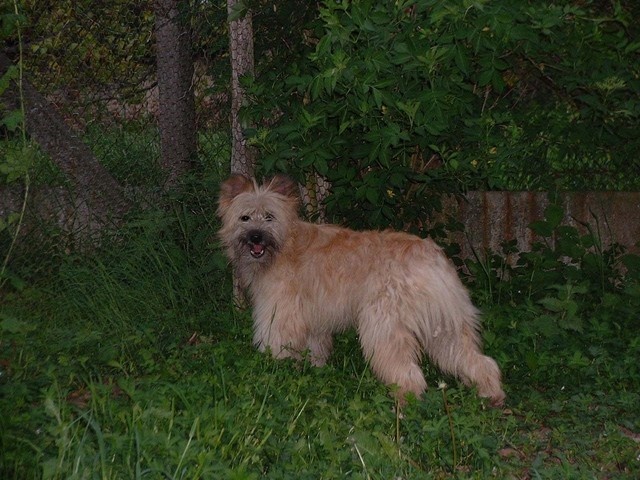 Uhlan de La Petite Ferme de Wihr - 1er exc Cl. ouverte mâle CACS CACIB Meilleur de Race