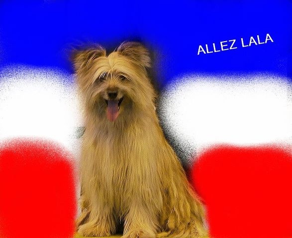 Uhlan de La Petite Ferme de Wihr - 1er exc Cl. ouverte mâle CACS CACIB Meilleur de Race