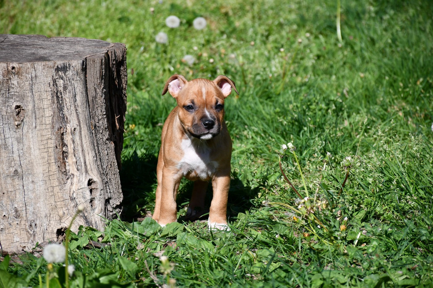 M3 - American Staffordshire Terrier