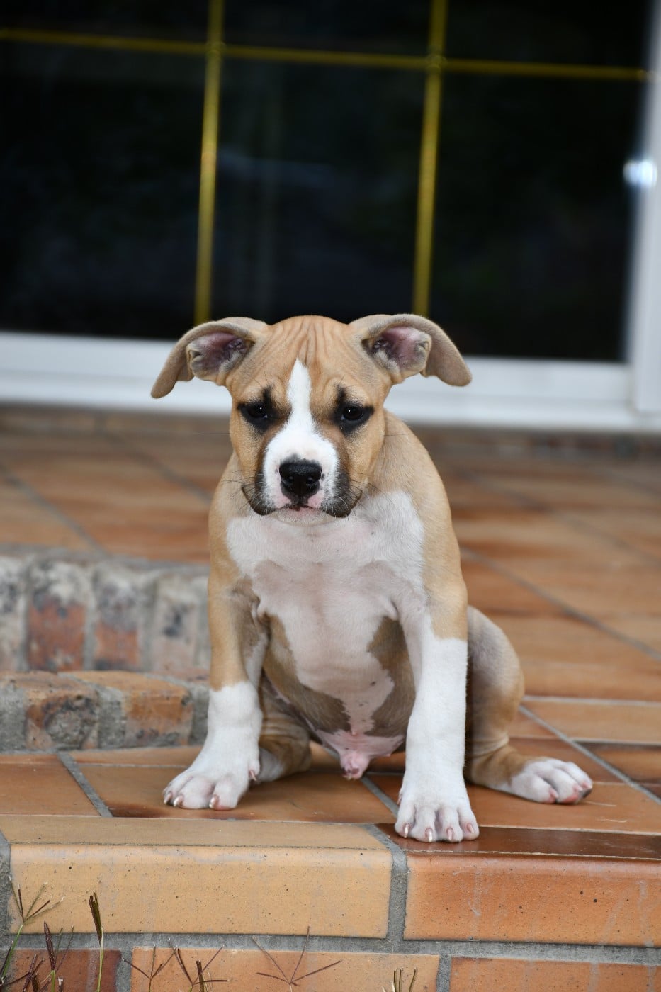 American Staffordshire Terrier - Vulcain's Canaille