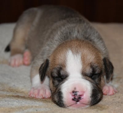 Les chiots de American Staffordshire Terrier
