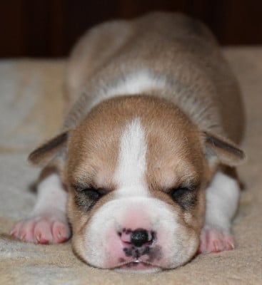 Les chiots de American Staffordshire Terrier