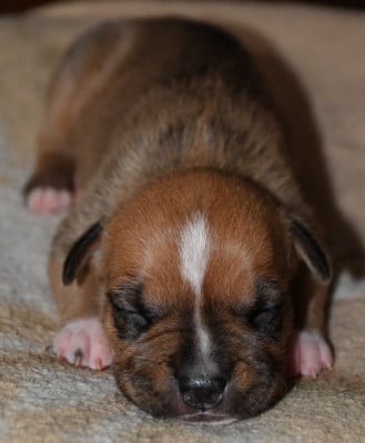Les chiots de American Staffordshire Terrier