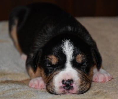 Les chiots de American Staffordshire Terrier