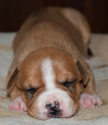 Les chiots de American Staffordshire Terrier